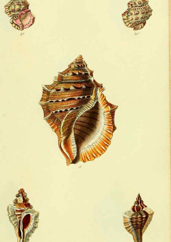 Reproducción/Reproduction 5978524320: The conchological illustrations or, Coloured figures of all the hitherto unfigured recent shells London :[s.n.] ;1832
