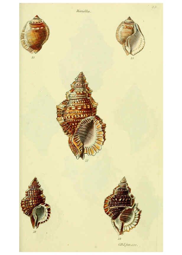 Reproducción/Reproduction 5978524588: The conchological illustrations or, Coloured figures of all the hitherto unfigured recent shells London :[s.n.] ;1832