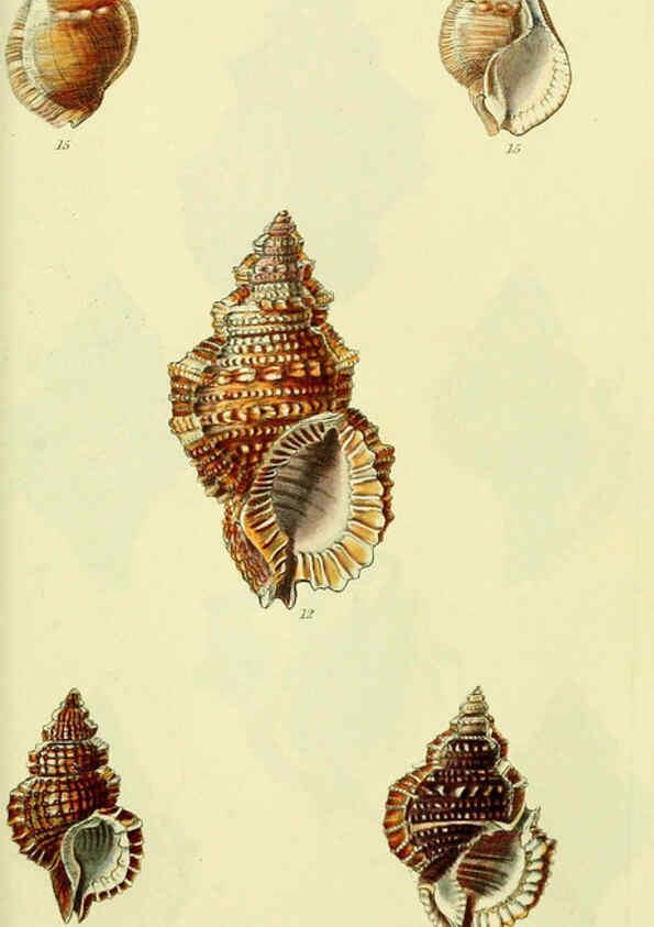 Reproducción/Reproduction 5978524588: The conchological illustrations or, Coloured figures of all the hitherto unfigured recent shells London :[s.n.] ;1832