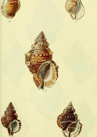Reproducción/Reproduction 5978524588: The conchological illustrations or, Coloured figures of all the hitherto unfigured recent shells London :[s.n.] ;1832