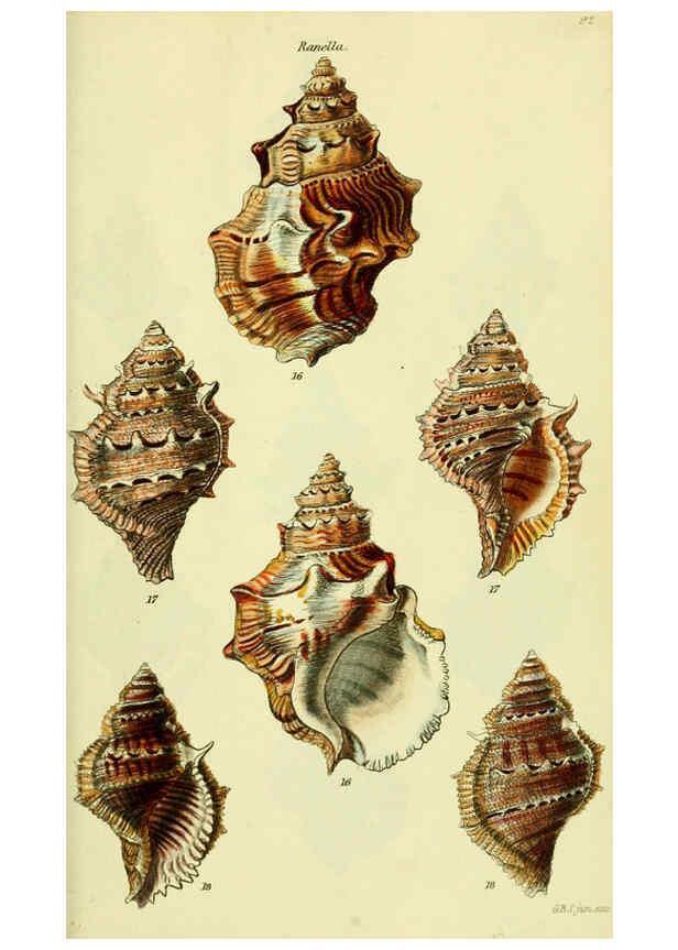 Reproducción/Reproduction 5977965769: The conchological illustrations or, Coloured figures of all the hitherto unfigured recent shells London :[s.n.] ;1832