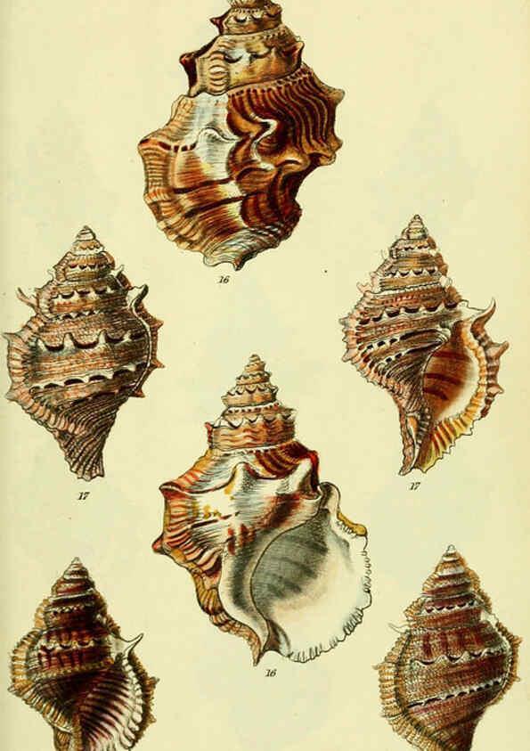 Reproducción/Reproduction 5977965769: The conchological illustrations or, Coloured figures of all the hitherto unfigured recent shells London :[s.n.] ;1832