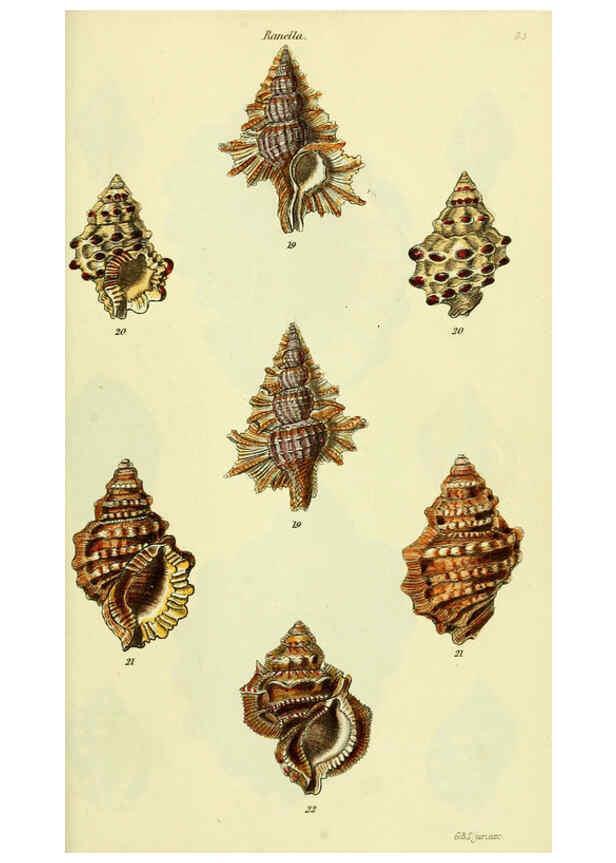 Reproducción/Reproduction 5977966069: The conchological illustrations or, Coloured figures of all the hitherto unfigured recent shells London :[s.n.] ;1832