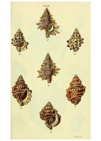 Reproducción/Reproduction 5977966069: The conchological illustrations or, Coloured figures of all the hitherto unfigured recent shells London :[s.n.] ;1832
