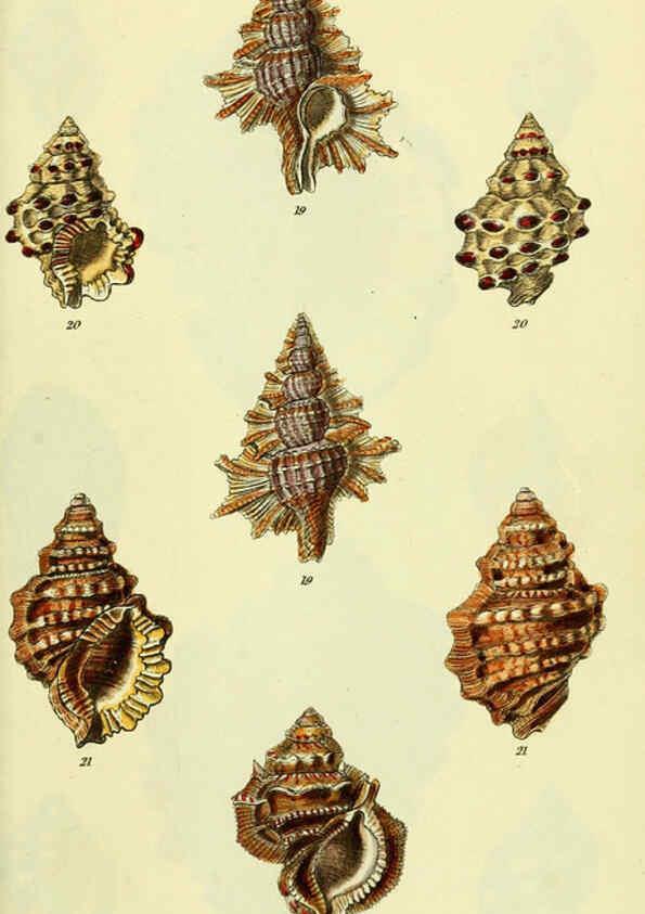 Reproducción/Reproduction 5977966069: The conchological illustrations or, Coloured figures of all the hitherto unfigured recent shells London :[s.n.] ;1832