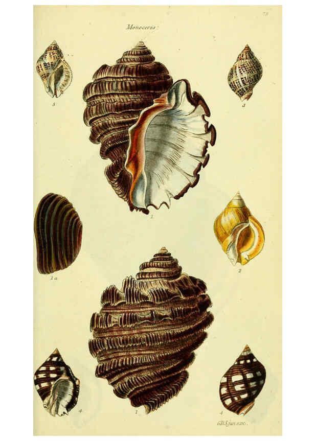 Reproducción/Reproduction 5977966331: The conchological illustrations or, Coloured figures of all the hitherto unfigured recent shells London :[s.n.] ;1832