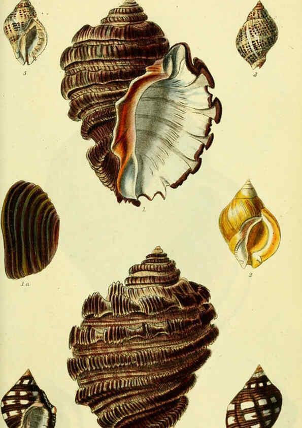 Reproducción/Reproduction 5977966331: The conchological illustrations or, Coloured figures of all the hitherto unfigured recent shells London :[s.n.] ;1832