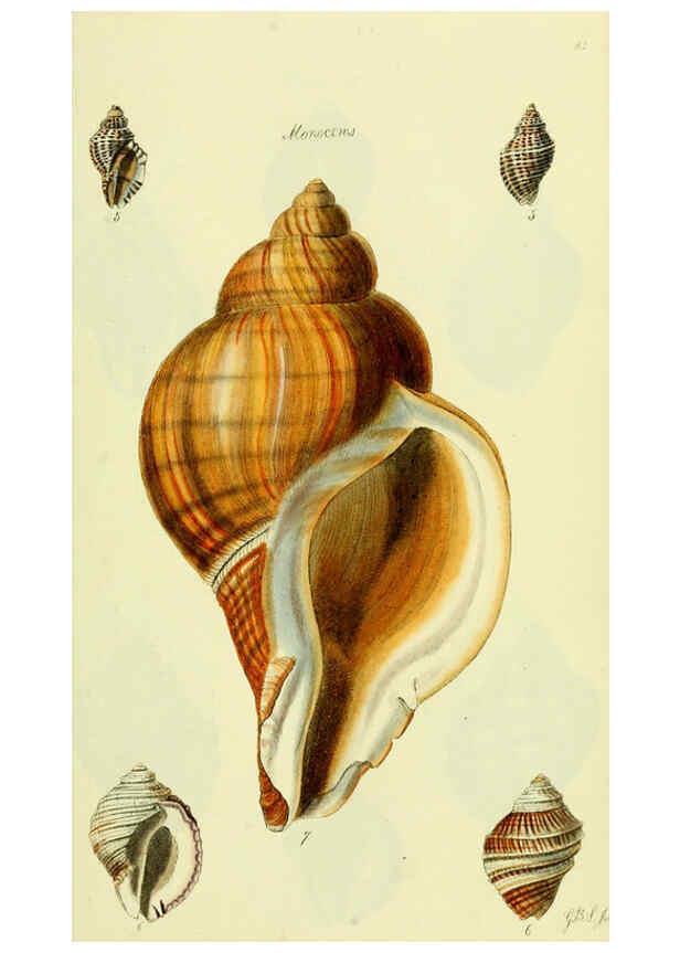 Reproducción/Reproduction 5977966897: The conchological illustrations or, Coloured figures of all the hitherto unfigured recent shells London :[s.n.] ;1832