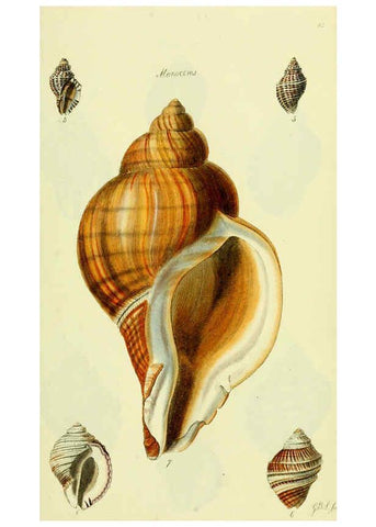 Reproducción/Reproduction 5977966897: The conchological illustrations or, Coloured figures of all the hitherto unfigured recent shells London :[s.n.] ;1832