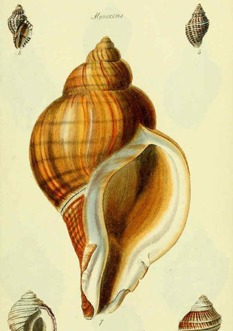 Reproducción/Reproduction 5977966897: The conchological illustrations or, Coloured figures of all the hitherto unfigured recent shells London :[s.n.] ;1832