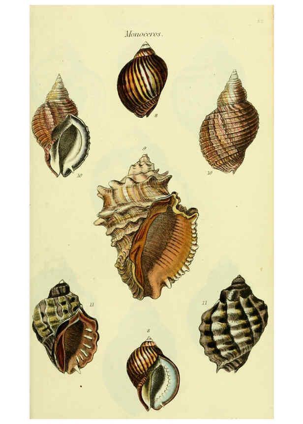 Reproducción/Reproduction 5978526250: The conchological illustrations or, Coloured figures of all the hitherto unfigured recent shells London :[s.n.] ;1832