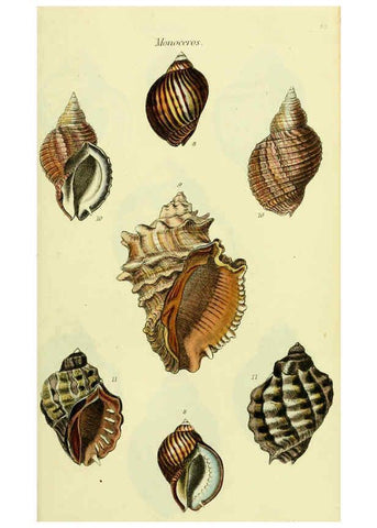 Reproducción/Reproduction 5978526250: The conchological illustrations or, Coloured figures of all the hitherto unfigured recent shells London :[s.n.] ;1832