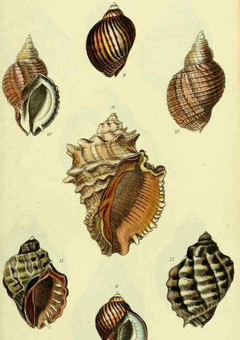 Reproducción/Reproduction 5978526250: The conchological illustrations or, Coloured figures of all the hitherto unfigured recent shells London :[s.n.] ;1832