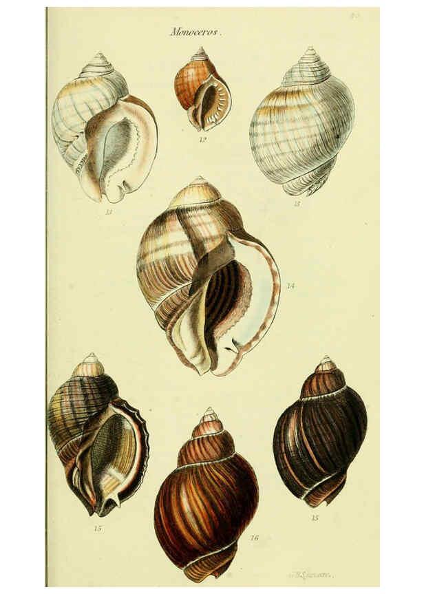 Reproducción/Reproduction 5978526558: The conchological illustrations or, Coloured figures of all the hitherto unfigured recent shells London :[s.n.] ;1832
