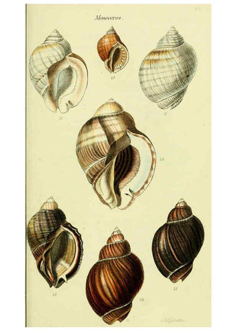 Reproducción/Reproduction 5978526558: The conchological illustrations or, Coloured figures of all the hitherto unfigured recent shells London :[s.n.] ;1832
