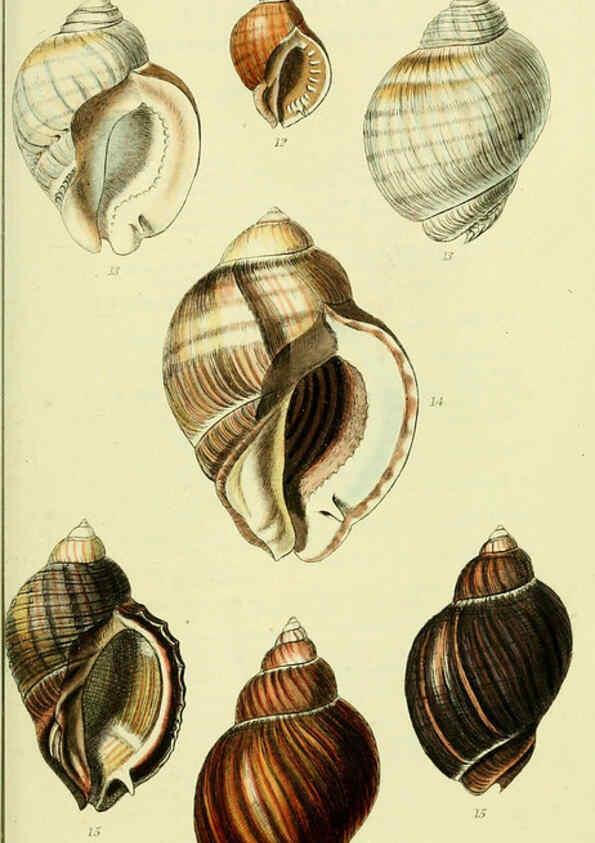 Reproducción/Reproduction 5978526558: The conchological illustrations or, Coloured figures of all the hitherto unfigured recent shells London :[s.n.] ;1832