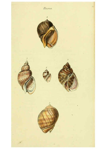 Reproducción/Reproduction 5978526936: The conchological illustrations or, Coloured figures of all the hitherto unfigured recent shells London :[s.n.] ;1832
