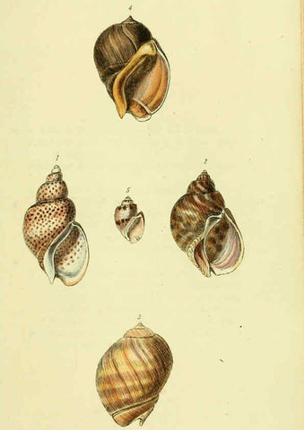 Reproducción/Reproduction 5978526936: The conchological illustrations or, Coloured figures of all the hitherto unfigured recent shells London :[s.n.] ;1832