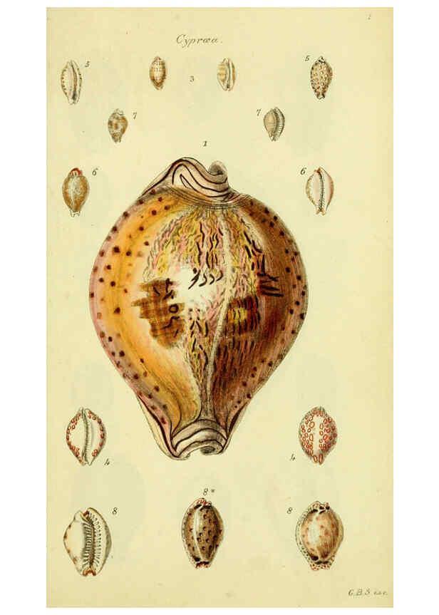 Reproducción/Reproduction 5977968325: The conchological illustrations or, Coloured figures of all the hitherto unfigured recent shells London :[s.n.] ;1832