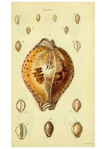Reproducción/Reproduction 5977968325: The conchological illustrations or, Coloured figures of all the hitherto unfigured recent shells London :[s.n.] ;1832