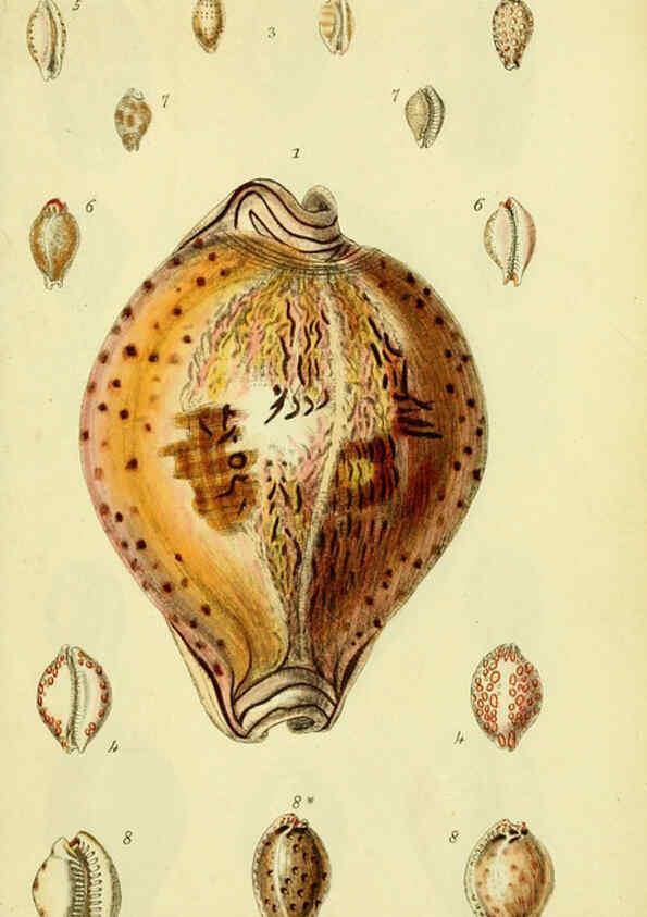 Reproducción/Reproduction 5977968325: The conchological illustrations or, Coloured figures of all the hitherto unfigured recent shells London :[s.n.] ;1832