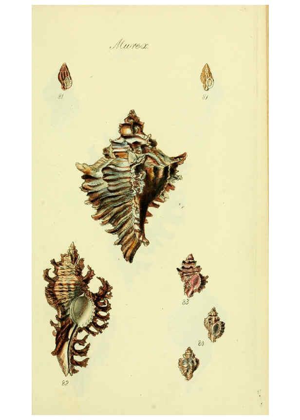 Reproducción/Reproduction 5978518082: The conchological illustrations or, Coloured figures of all the hitherto unfigured recent shells London :[s.n.] ;1832