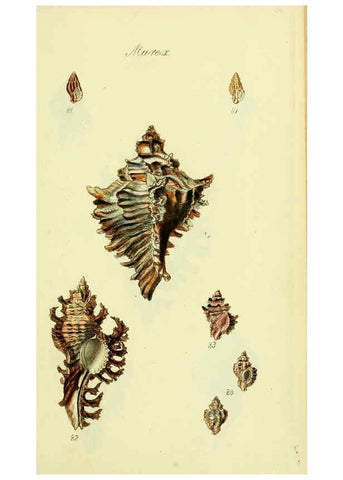Reproducción/Reproduction 5978518082: The conchological illustrations or, Coloured figures of all the hitherto unfigured recent shells London :[s.n.] ;1832