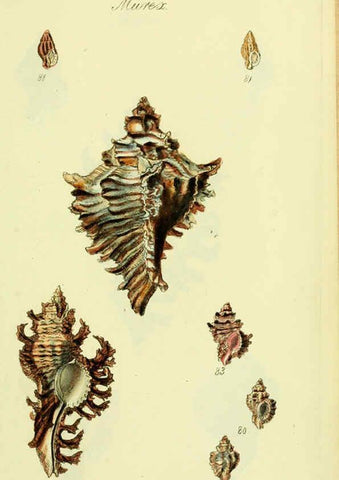 Reproducción/Reproduction 5978518082: The conchological illustrations or, Coloured figures of all the hitherto unfigured recent shells London :[s.n.] ;1832