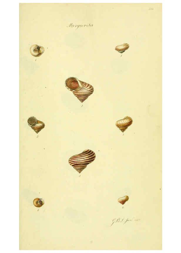 Reproducción/Reproduction 5978504990: The conchological illustrations or, Coloured figures of all the hitherto unfigured recent shells London :[s.n.] ;1832