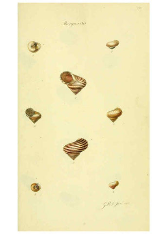 Reproducción/Reproduction 5978504990: The conchological illustrations or, Coloured figures of all the hitherto unfigured recent shells London :[s.n.] ;1832