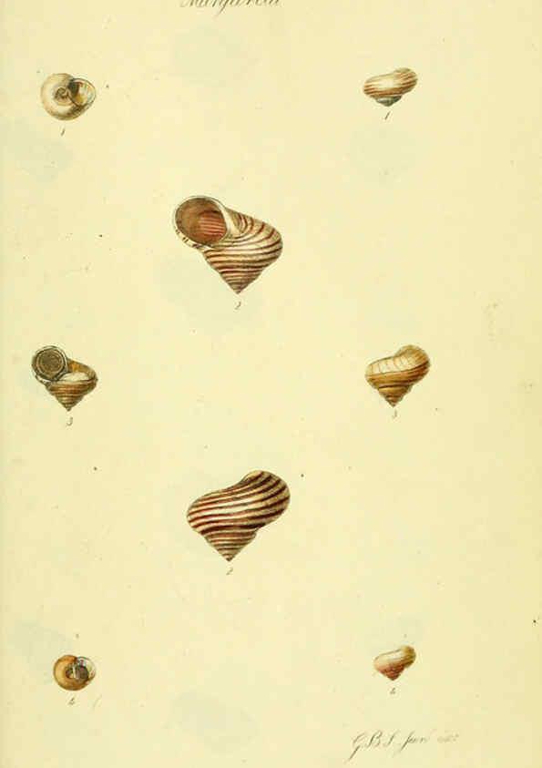 Reproducción/Reproduction 5978504990: The conchological illustrations or, Coloured figures of all the hitherto unfigured recent shells London :[s.n.] ;1832