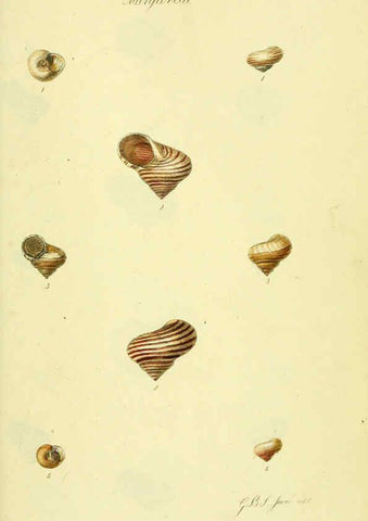 Reproducción/Reproduction 5978504990: The conchological illustrations or, Coloured figures of all the hitherto unfigured recent shells London :[s.n.] ;1832