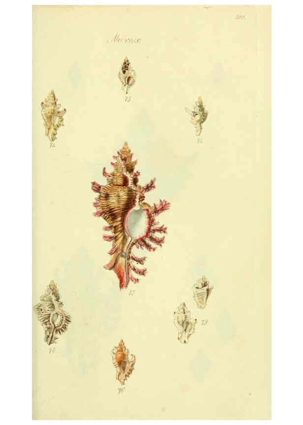 Reproducción/Reproduction 5977958807: The conchological illustrations or, Coloured figures of all the hitherto unfigured recent shells London :[s.n.] ;1832
