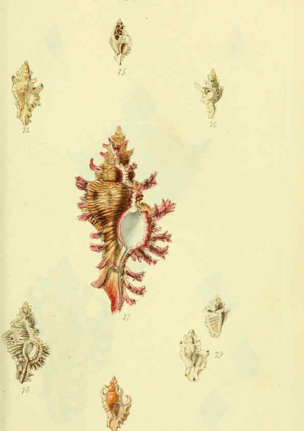 Reproducción/Reproduction 5977958807: The conchological illustrations or, Coloured figures of all the hitherto unfigured recent shells London :[s.n.] ;1832