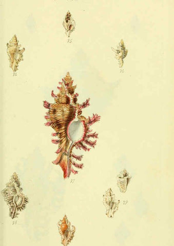 Reproducción/Reproduction 5977958807: The conchological illustrations or, Coloured figures of all the hitherto unfigured recent shells London :[s.n.] ;1832