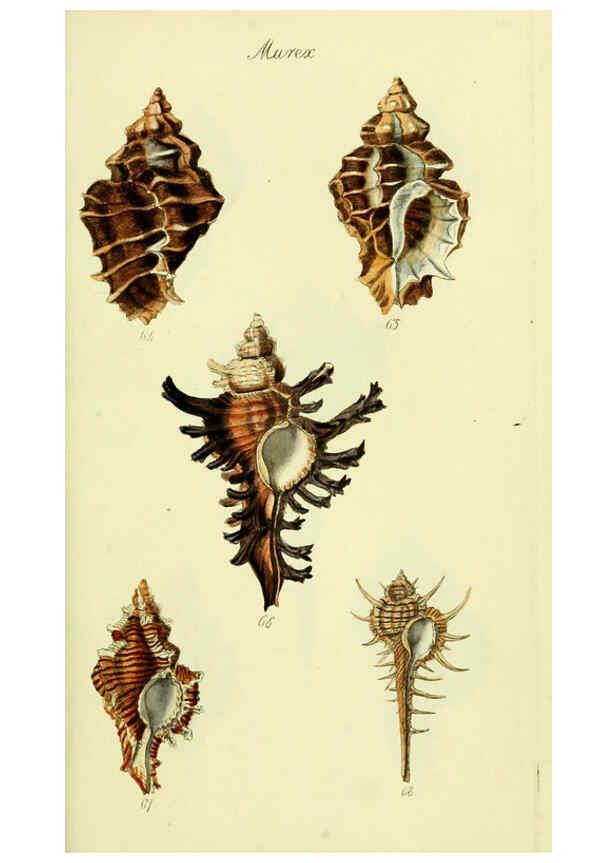 Reproducción/Reproduction 5977958153: The conchological illustrations or, Coloured figures of all the hitherto unfigured recent shells London :[s.n.] ;1832