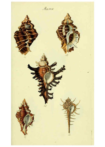Reproducción/Reproduction 5977958153: The conchological illustrations or, Coloured figures of all the hitherto unfigured recent shells London :[s.n.] ;1832