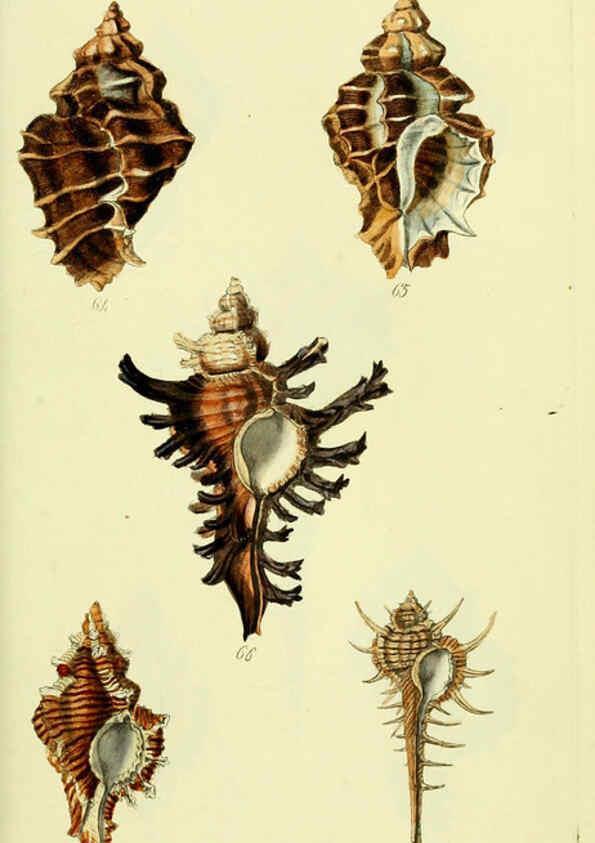 Reproducción/Reproduction 5977958153: The conchological illustrations or, Coloured figures of all the hitherto unfigured recent shells London :[s.n.] ;1832
