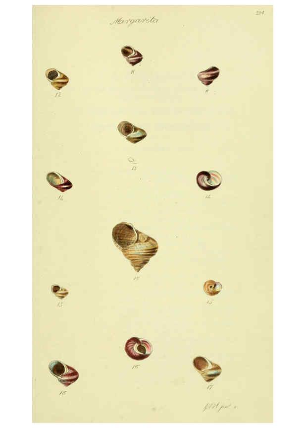 Reproducción/Reproduction 5978505478: The conchological illustrations or, Coloured figures of all the hitherto unfigured recent shells London :[s.n.] ;1832
