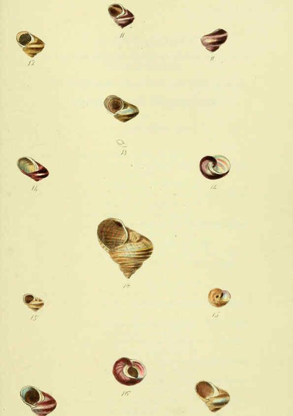 Reproducción/Reproduction 5978505478: The conchological illustrations or, Coloured figures of all the hitherto unfigured recent shells London :[s.n.] ;1832