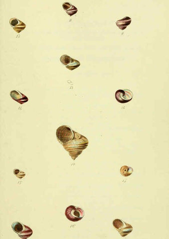 Reproducción/Reproduction 5978505478: The conchological illustrations or, Coloured figures of all the hitherto unfigured recent shells London :[s.n.] ;1832
