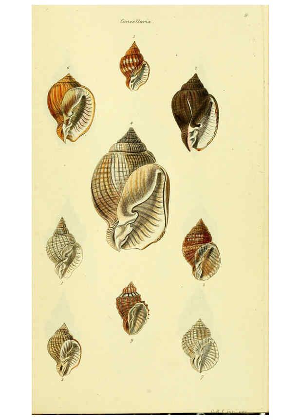 Reproducción/Reproduction 5978505744: The conchological illustrations or, Coloured figures of all the hitherto unfigured recent shells London :[s.n.] ;1832