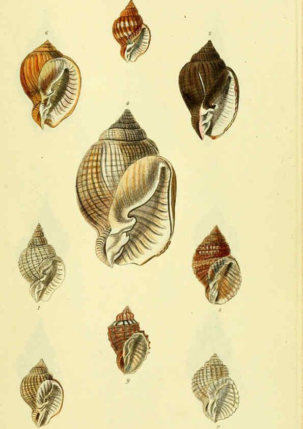 Reproducción/Reproduction 5978505744: The conchological illustrations or, Coloured figures of all the hitherto unfigured recent shells London :[s.n.] ;1832