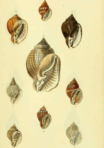 Reproducción/Reproduction 5978505744: The conchological illustrations or, Coloured figures of all the hitherto unfigured recent shells London :[s.n.] ;1832