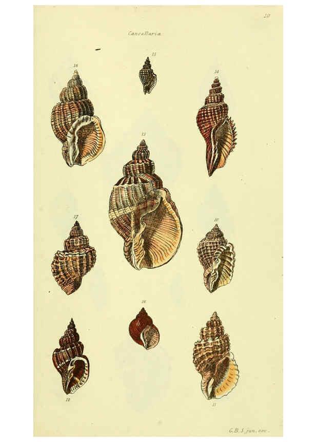 Reproducción/Reproduction 5977952679: The conchological illustrations or, Coloured figures of all the hitherto unfigured recent shells London :[s.n.] ;1832