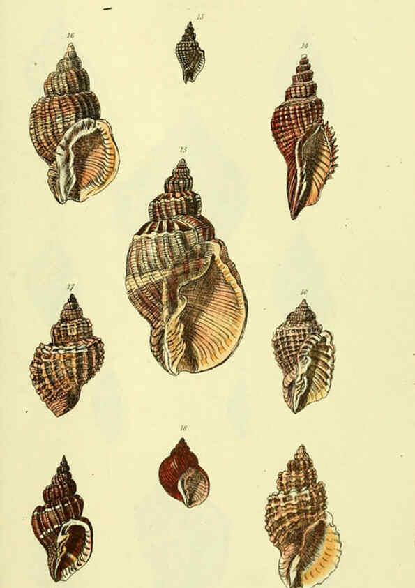 Reproducción/Reproduction 5977952679: The conchological illustrations or, Coloured figures of all the hitherto unfigured recent shells London :[s.n.] ;1832
