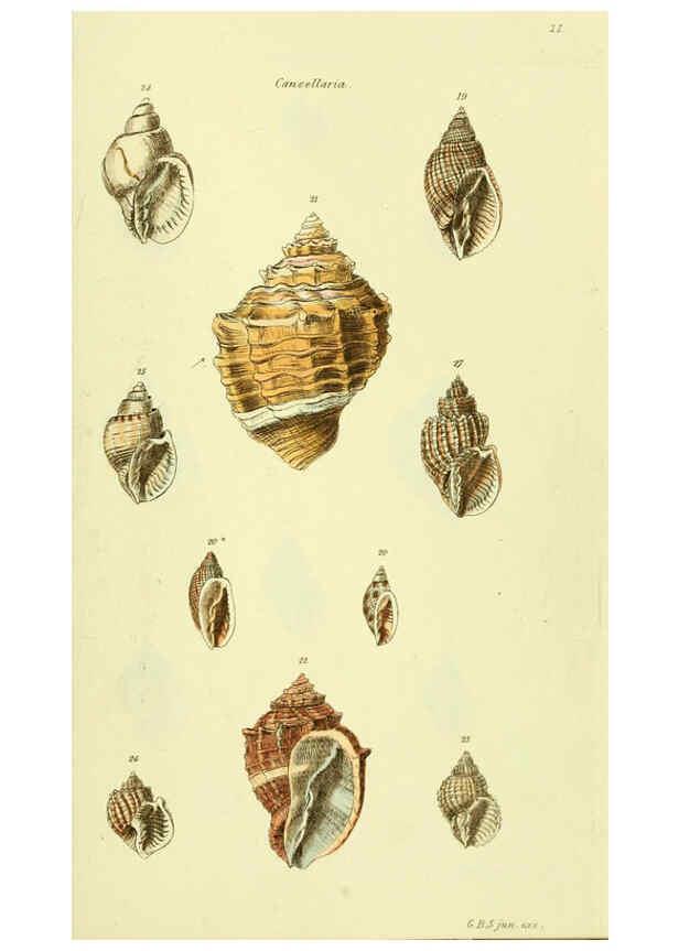 Reproducción/Reproduction 5978511714: The conchological illustrations or, Coloured figures of all the hitherto unfigured recent shells London :[s.n.] ;1832