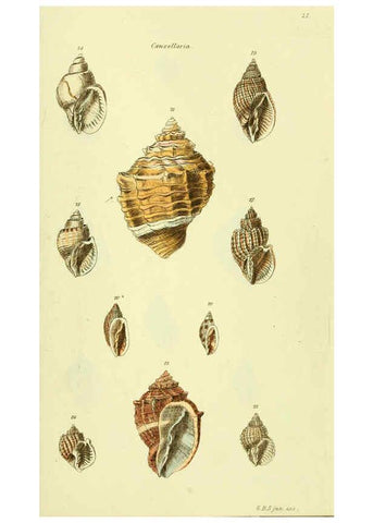 Reproducción/Reproduction 5978511714: The conchological illustrations or, Coloured figures of all the hitherto unfigured recent shells London :[s.n.] ;1832