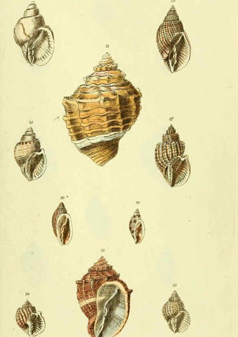 Reproducción/Reproduction 5978511714: The conchological illustrations or, Coloured figures of all the hitherto unfigured recent shells London :[s.n.] ;1832