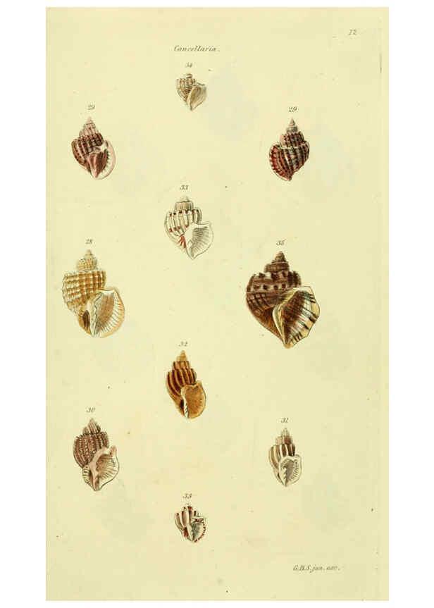 Reproducción/Reproduction 5977953417: The conchological illustrations or, Coloured figures of all the hitherto unfigured recent shells London :[s.n.] ;1832
